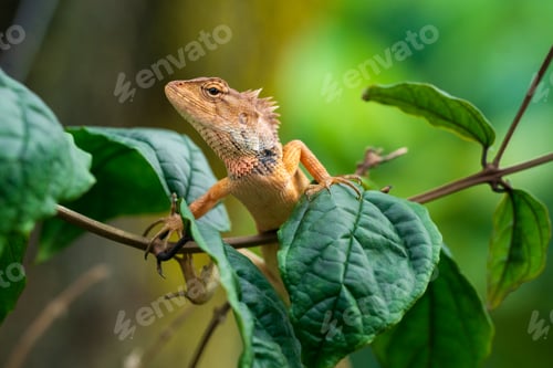 Preview: Oriental Garden Lizard Perched on a Green Leafy Branch