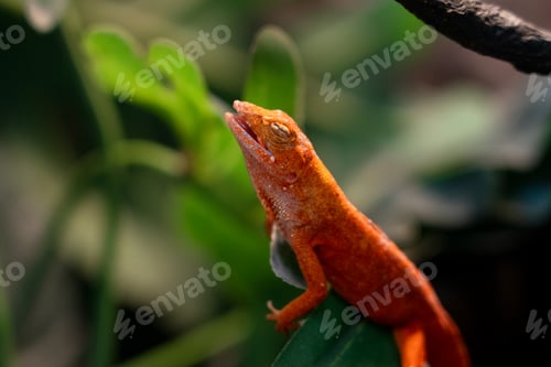 Preview: Vibrant Orange Chameleon Resting on Green Leaves with Mouth Slightly Open