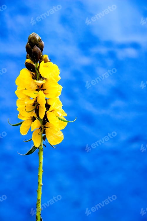 Preview: Popcorn Cassia (Senna didymobotrya) Flower in Bloom with Yellow Petals and Dark Buds against a Blue