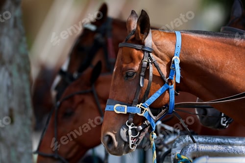 Preview: Bay Thoroughbred Police Horses with Blue Halters at the 152nd Kentucky Derby at Churchill Downs