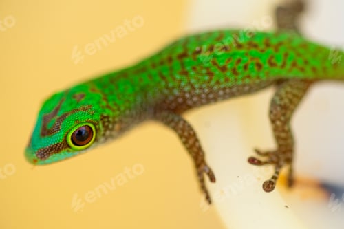Preview: Vibrant green gecko clings to smooth surface, showcasing intricate skin patterns, textured feet, and