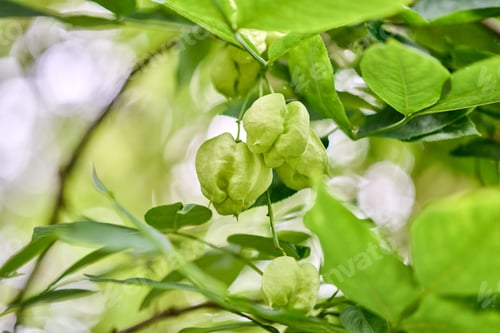 Preview: Physalis peruviana fruit hanging on green leafy branch in natural light