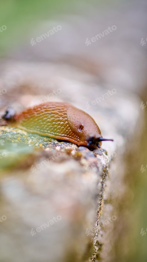 Preview: Close-up of brown slug crawling on stone surface in soft natural light