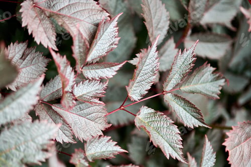Preview: Close-up of astilbe leaves with silvery tones and red edges in soft natural light