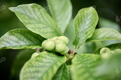 Preview: Close-up of magnolia buds and green veined leaves in natural light