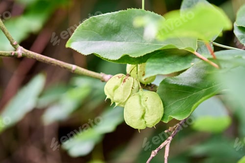 Preview: Physalis peruviana green husk fruit on branch in natural light