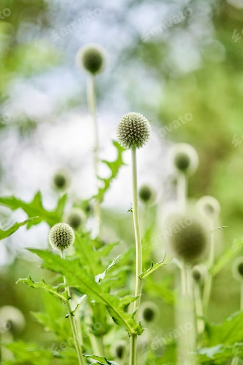 Preview: Globe thistle blossoms in soft natural light with green foliage