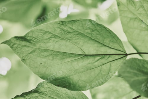 Preview: Close-up view of Green Catalpa leaf with soft natural light