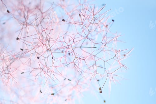 Preview: Delicate cotinus coggygria branches with soft pink hues against clear blue sky