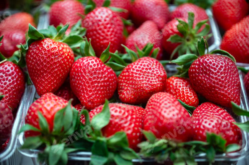 Preview: Strawberries fill clear containers at a market with bright colors and fresh appeal.