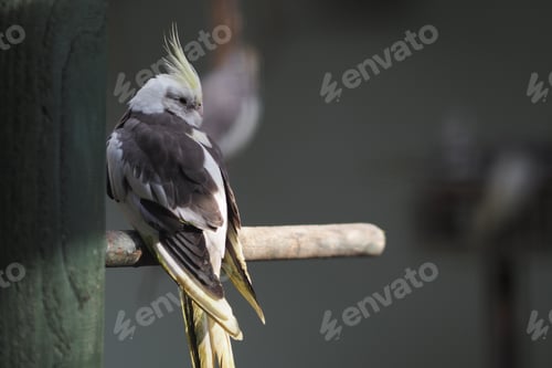 Preview: Bird resting on a wooden perch in a shaded area