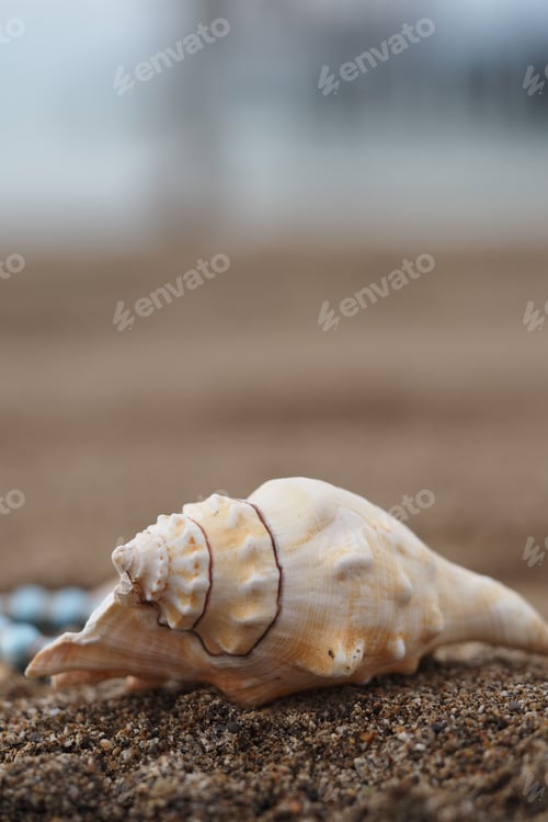 Preview: Shell on sandy beach with blue pebbles nearby