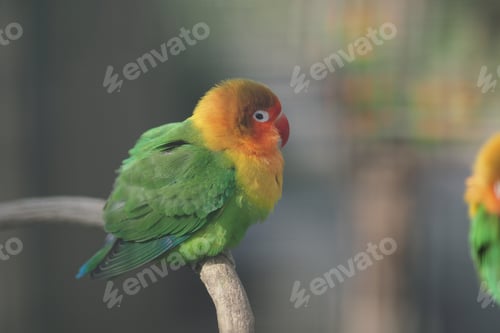 Preview: Colorful bird resting on a branch in a garden
