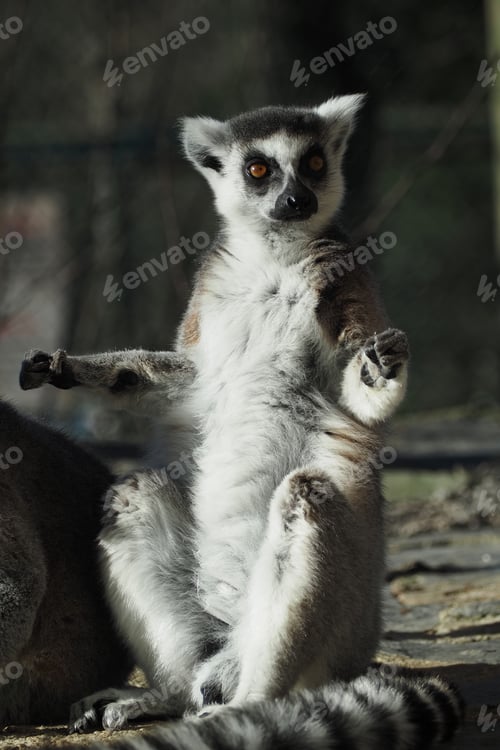 Preview: Lemur sitting and looking around in a natural setting