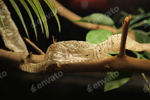 Preview: Snake skin shed on tree branch in a terrarium
