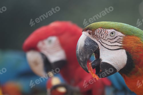 Preview: Colorful parrots eating in a park environment
