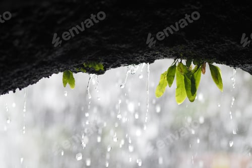 Preview: Water droplets fall from rocks near green leaves