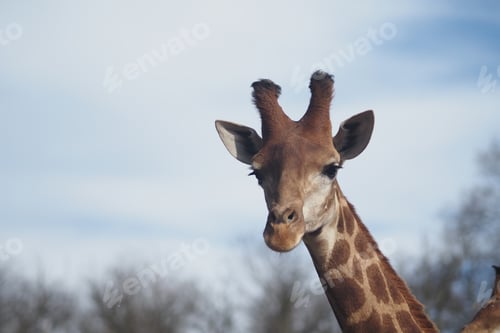Preview: Giraffe stands and looks in a natural setting during the day