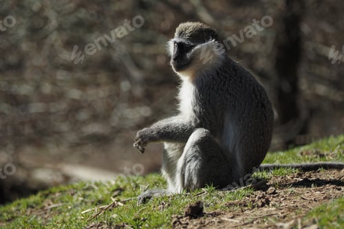 Preview: Monkey enjoys a sunny moment on a grassy hilltop