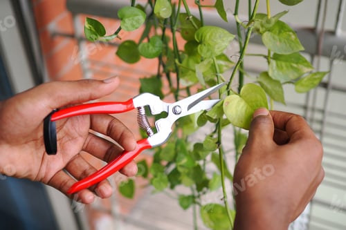 Preview: Hands trim green plant leaves with scissors near window
