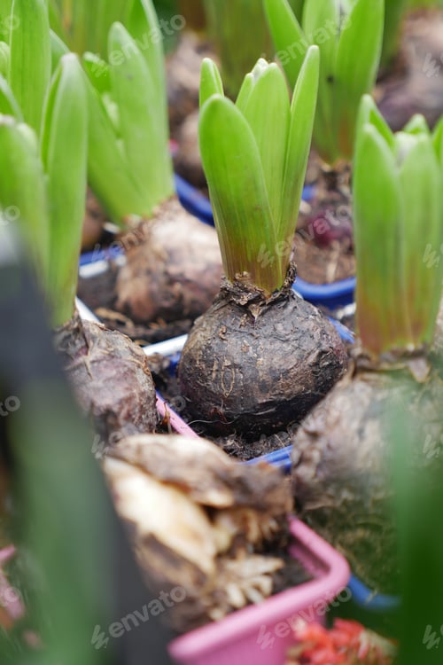 Preview: Growing bulbs in garden pots near a greenhouse