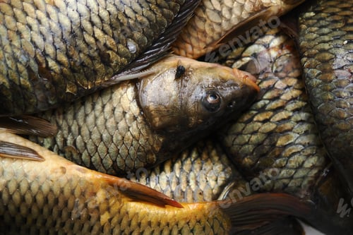Preview: Fresh fish pile in market during the morning hours