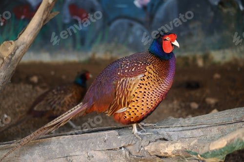 Preview: Colorful pheasant stands on a log in a wildlife center