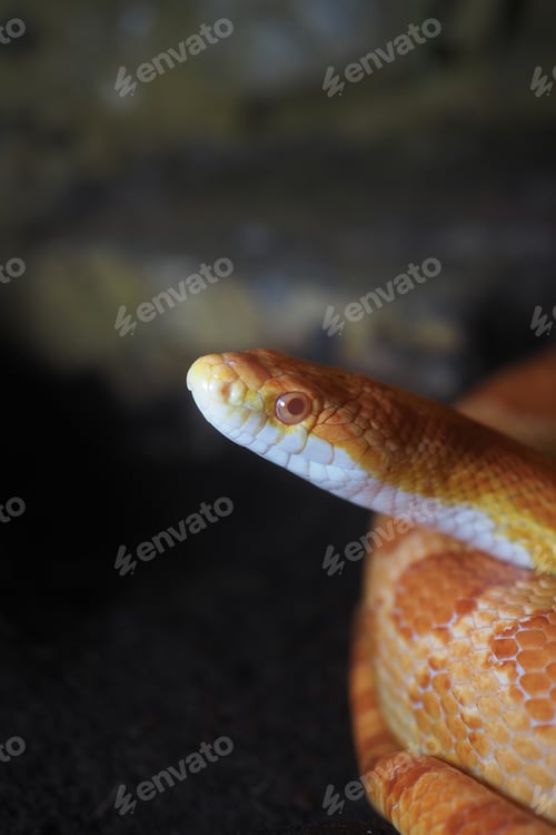 Preview: Close view of a snake in a natural setting during daylight