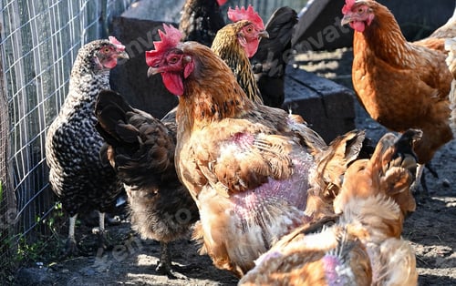 Vista previa: Free range Chicken on a farm during the summertime