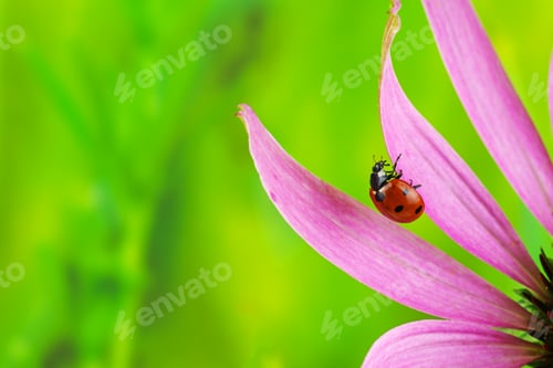 Preview: Ladybug crawl over pink echinacea in sunny bright summer day