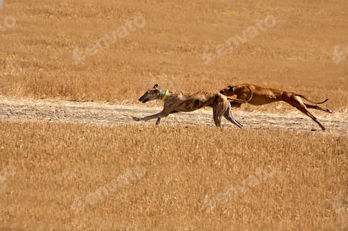 Preview: Greyhounds at full speed during a race