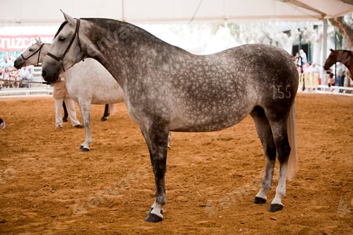 Preview: Functionality testing of horses of purebred Spanish, Spain