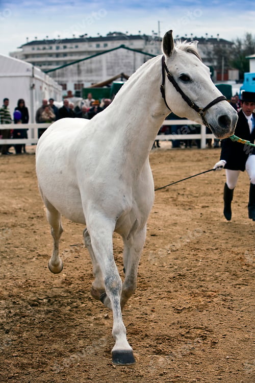 Preview: Functionality testing of horses of purebred Spanish, Spain