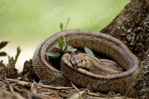 Preview: Rhinechis scalaris out of a tree in spring, Spain