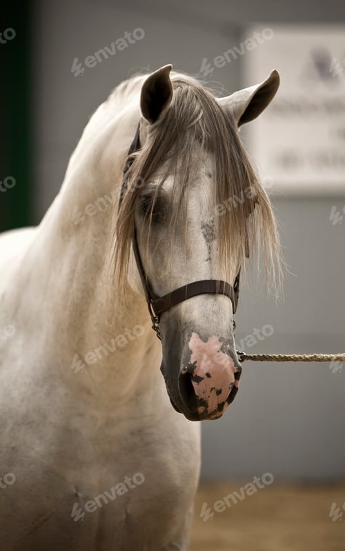 Preview: Spanish purebred horse competing in dressage competition classic, Spain