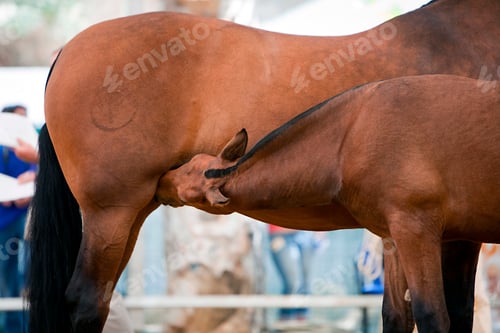 Preview: Mother horse and nursing baby