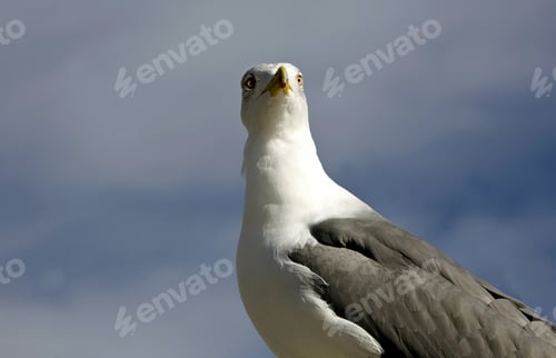 Preview: Yellow legged Gull, Larus michahellis, Estepona, Spain
