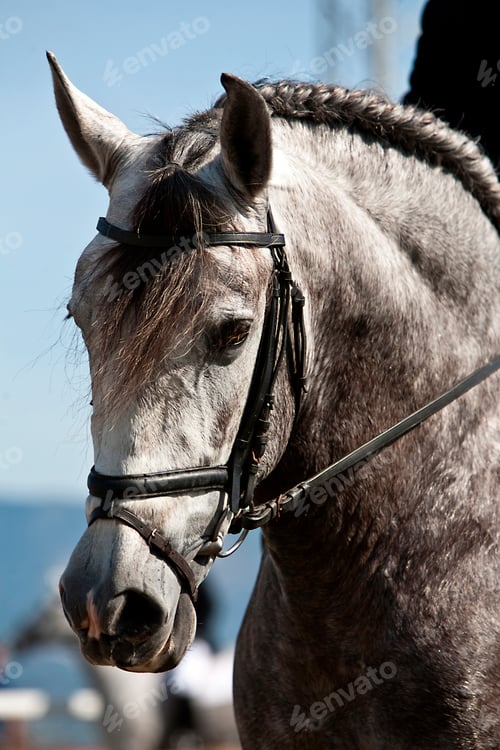 Preview: Detail of the head of a purebred Spanish horse