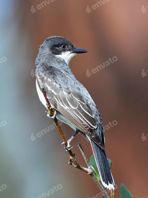 Preview: Eastern kingbird perched on a twig.