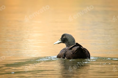 Preview: Non breeding male mallard swims.