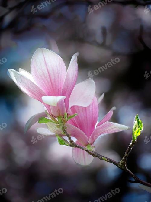 Preview: Beautiful magnolia flowers.