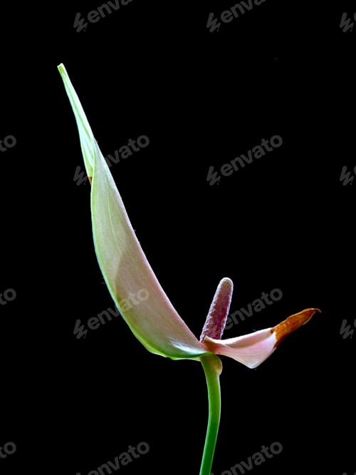 Preview: Close up of Flamingo Flower.