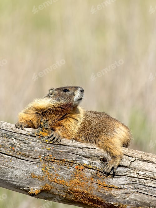 Preview: Portraiture of marmot on a log.