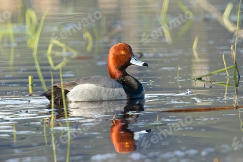 Preview: Redhead duck swims in calm water.