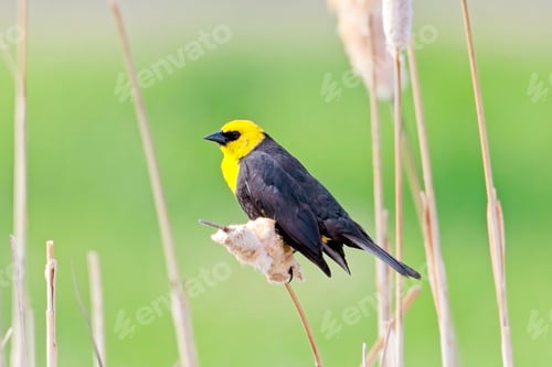 Preview: Male yellow headed blackbird on cattail.