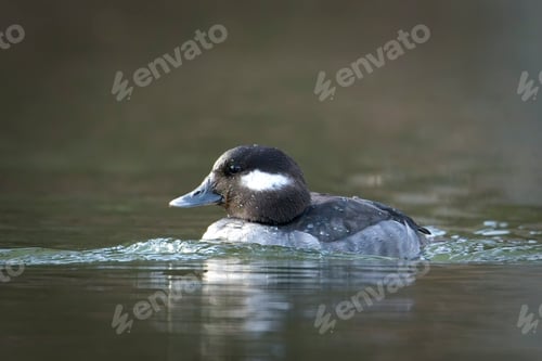 Preview: Female bufflehead swimming in water.