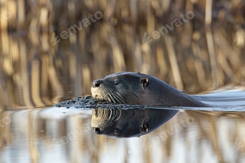 Preview: Cute otter swims in the water.