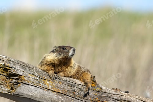 Preview: Yellow bellied marmot looks alert on a log.
