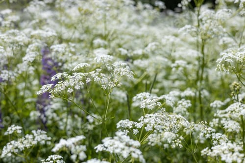 Preview: Grass with small white flowers. Summer background
