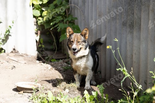 Preview: A Mongrel Dog on a Chain at the Booth, Protecting the House
